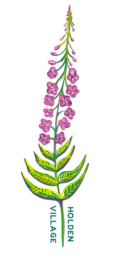 A botanical illustration of a pink flowering plant with green leaves on a white background, with the text 'HOLDEN VILLAGE' printed vertically near the stem.
