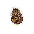Sticker - Pinecone
