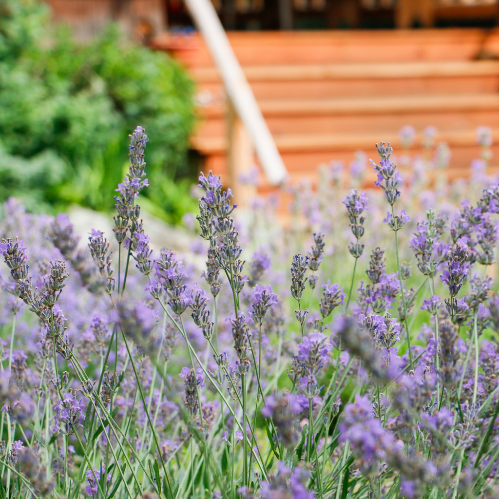 Lavender flowers in a garden with wooden steps in the background