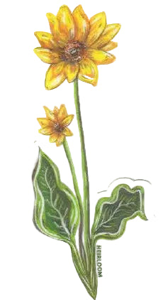 Sticker - Balsamroot Wildflower