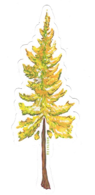 Sticker - Larch Tree