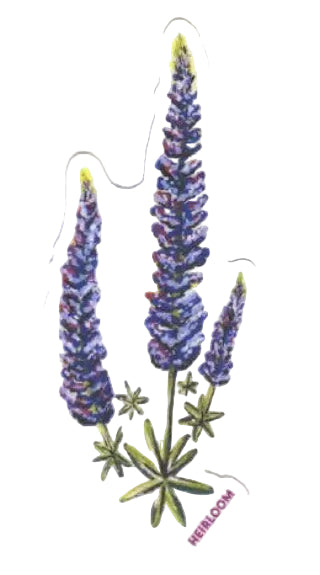 Sticker - Lupine Wildflowers